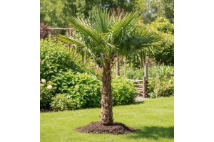 Trachycarpus Fortunei